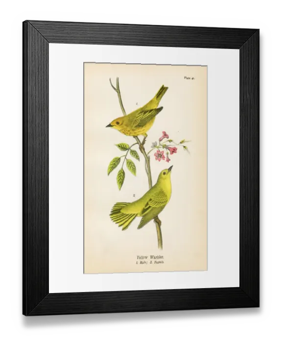 Framed Print : Yellow warbler bird lithograph 1890 Framed Print : Yellow warbler bird lithograph 1890