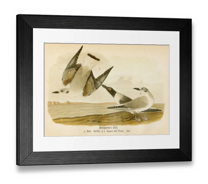 Framed Print : Bonaparte gull bird lithograph 1890 Framed Print : Bonaparte gull bird lithograph 1890