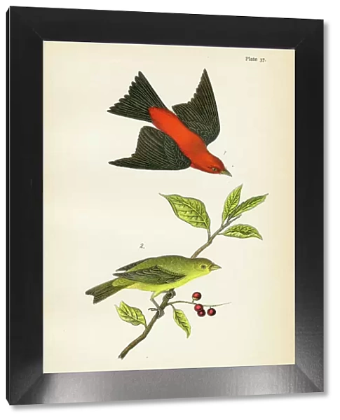 Scarlet tanager bird lithograph 1890