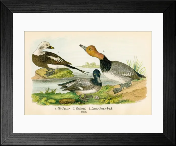 Framed Print : Squaw and duck bird lithograph 1890 Framed Print : Squaw and duck bird lithograph 1890
