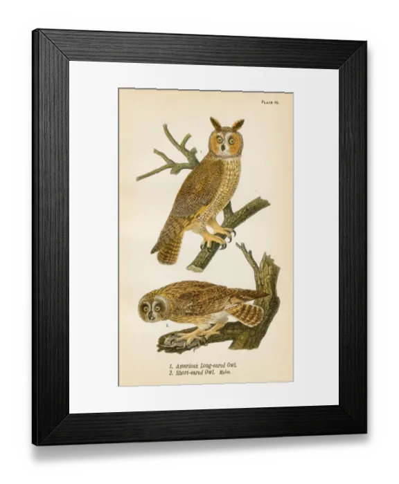 Framed Print : American owl bird lithograph 1890 Framed Print : American owl bird lithograph 1890