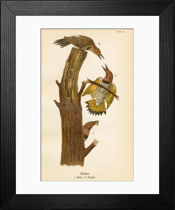 Framed Print : Flicker bird lithograph 1890 Framed Print : Flicker bird lithograph 1890