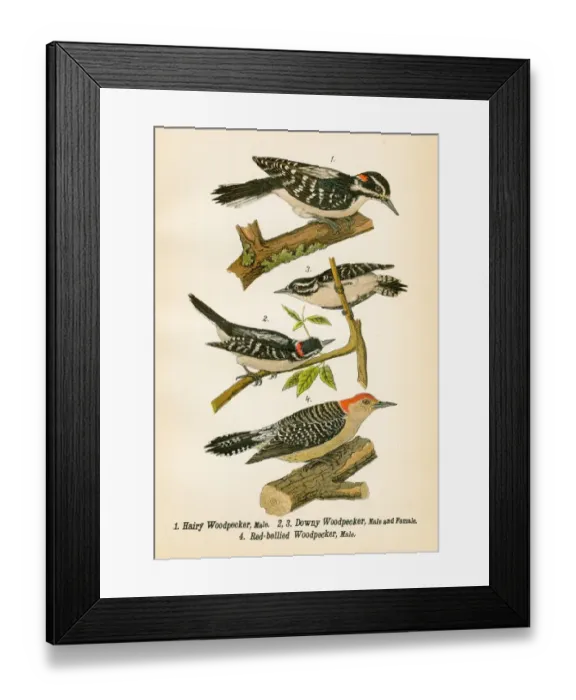 Framed Print : Woodpecker bird lithograph 1890 Framed Print : Woodpecker bird lithograph 1890