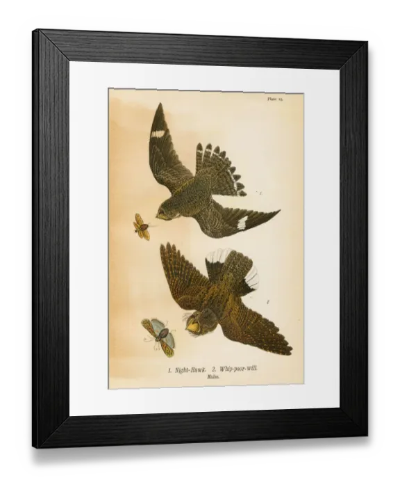 Framed Print : Hwaks bird lithograph 1890 Framed Print : Hwaks bird lithograph 1890