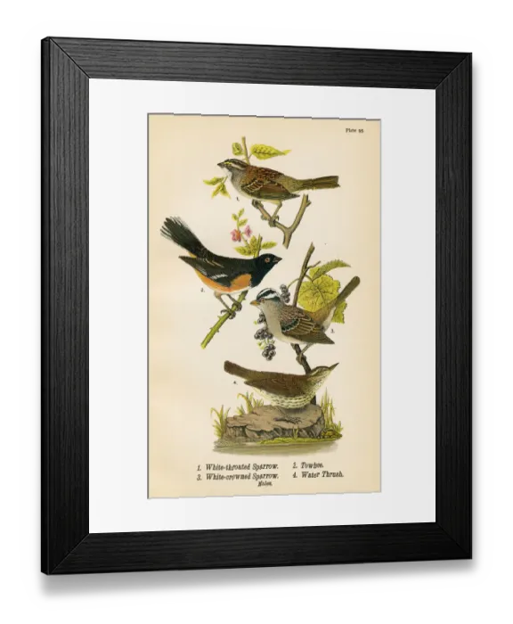 Framed Print : Sparrow Towhee Thrush bird lithograph 1890 Framed Print : Sparrow Towhee Thrush bird lithograph 1890