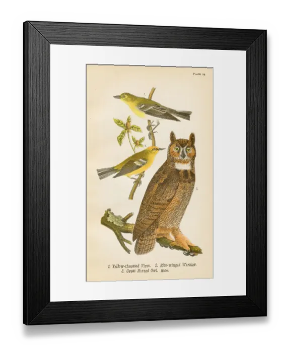 Framed Print : Warbler Owl Vireo bird lithograph 1890 Framed Print : Warbler Owl Vireo bird lithograph 1890