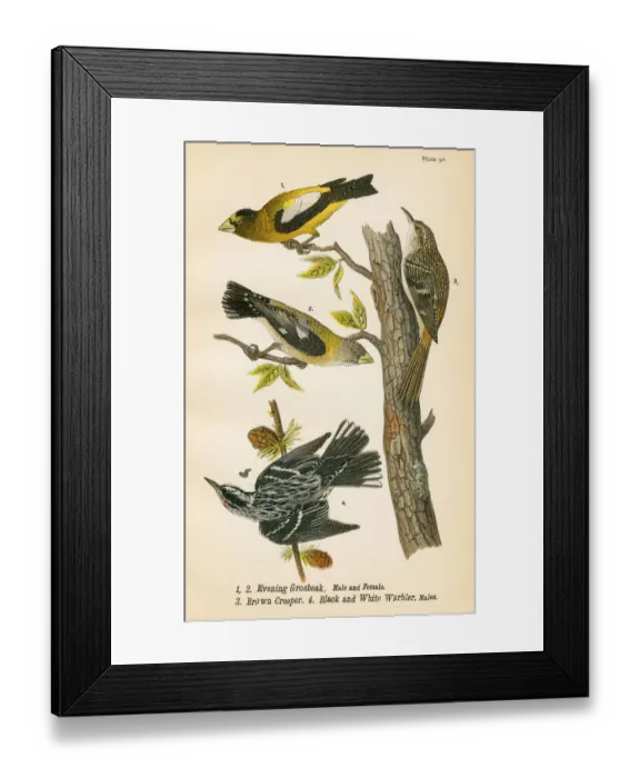 Framed Print : Grossbeak and Warbler bird lithograph 1890 Framed Print : Grossbeak and Warbler bird lithograph 1890