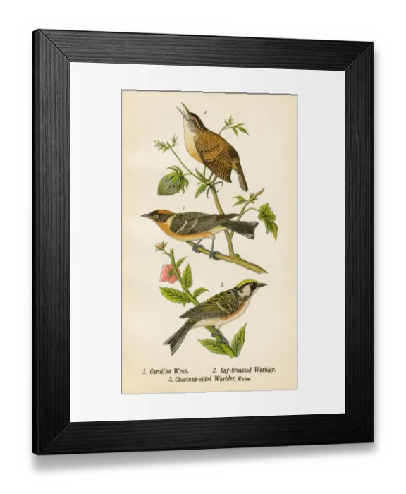 Framed Print : Wren and warbler bird lithograph 1890 Framed Print : Wren and warbler bird lithograph 1890