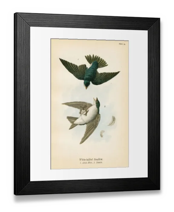 Framed Print : swallow bird lithograph 1890