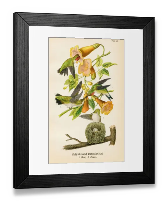 Framed Print : Humming bird lithograph 1890 Framed Print : Humming bird lithograph 1890