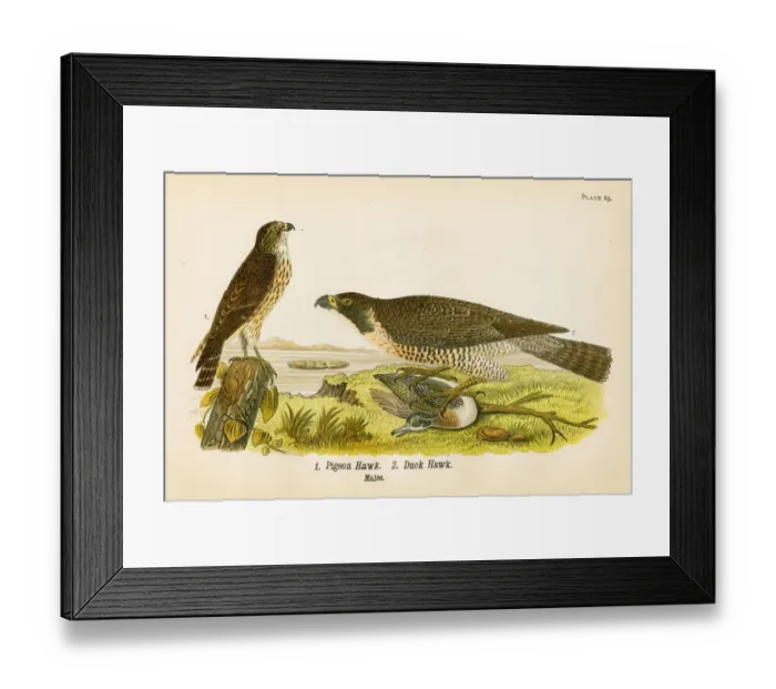 Framed Print : Pigeon hawk bird lithograph 1890 Framed Print : Pigeon hawk bird lithograph 1890