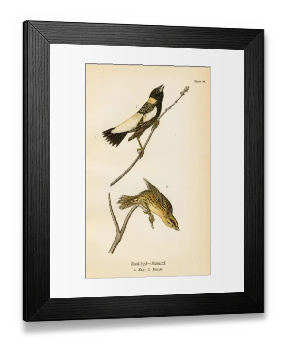 Framed Print : Reed bird lithograph 1890 Framed Print : Reed bird lithograph 1890