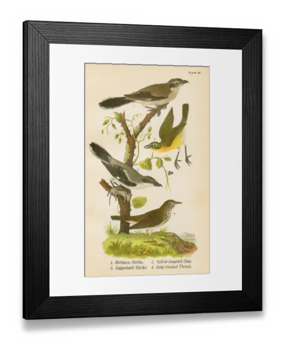 Framed Print : Thrush bird lithograph 1890 Framed Print : Thrush bird lithograph 1890