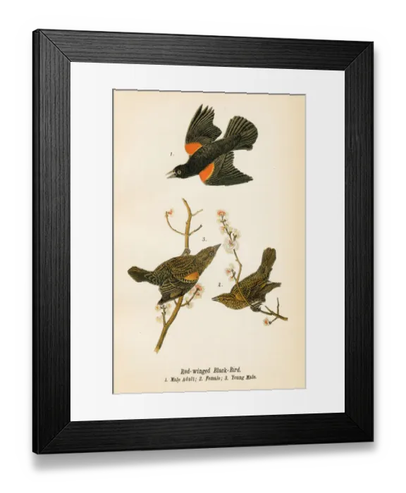 Framed Print : Black bird bird lithograph 1890
