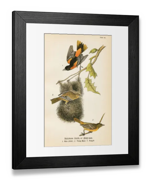 Framed Print : Baltimore oriole bird lithograph 1890
