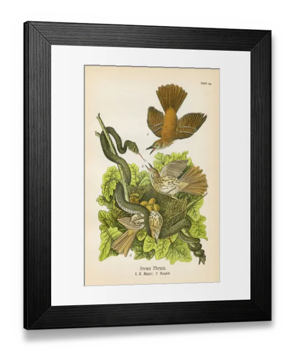Framed Print : Thrush bird lithograph 1890 Framed Print : Thrush bird lithograph 1890