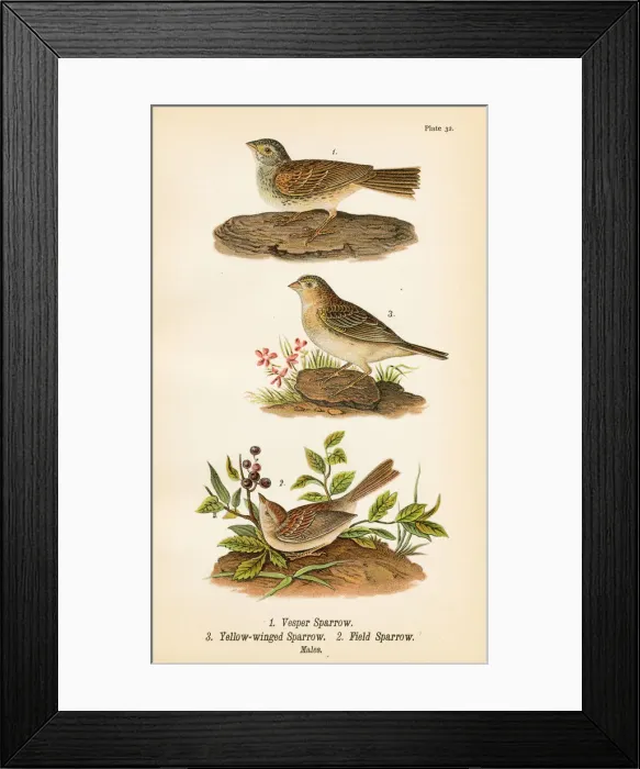 Framed Print : Sparrow bird lithograph 1890 Framed Print : Sparrow bird lithograph 1890