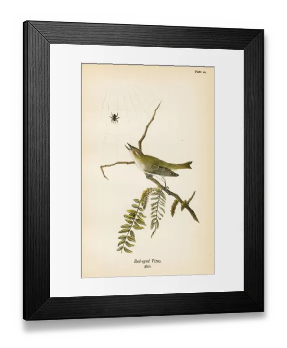 Framed Print : Red eyed vireo bird lithograph 1890 Framed Print : Red eyed vireo bird lithograph 1890