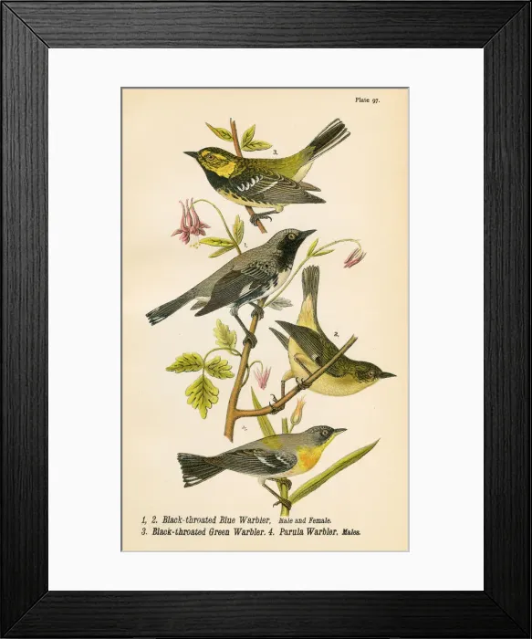 Framed Print : Warbler bird lithograph 1890 Framed Print : Warbler bird lithograph 1890