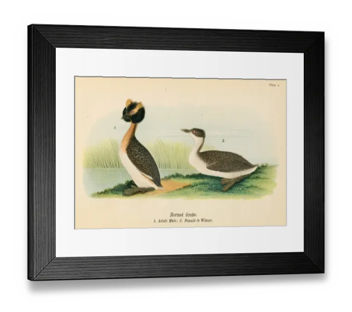 Framed Print : Horned grebe bird lithograph 1890 Framed Print : Horned grebe bird lithograph 1890