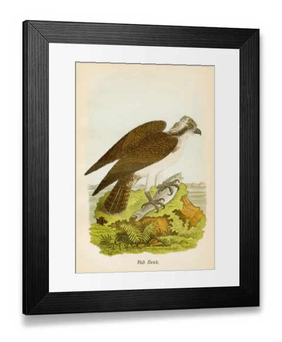Framed Print : Fish hawk bird lithograph 1890 Framed Print : Fish hawk bird lithograph 1890