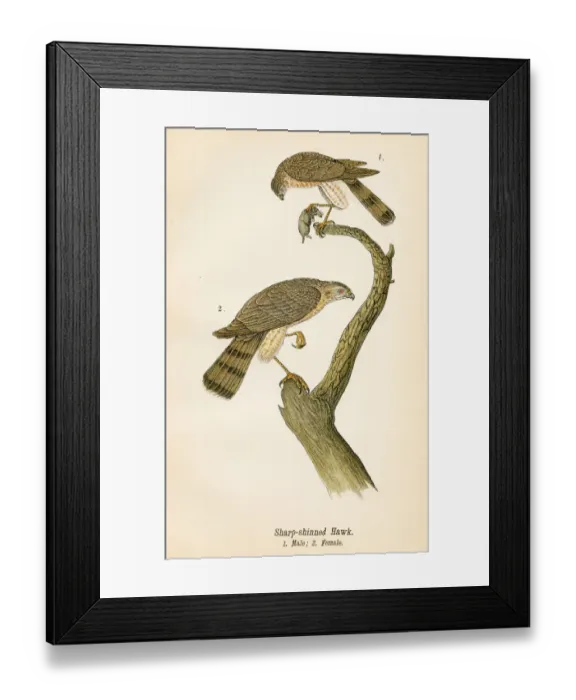 Framed Print : Hawk bird lithograph 1890