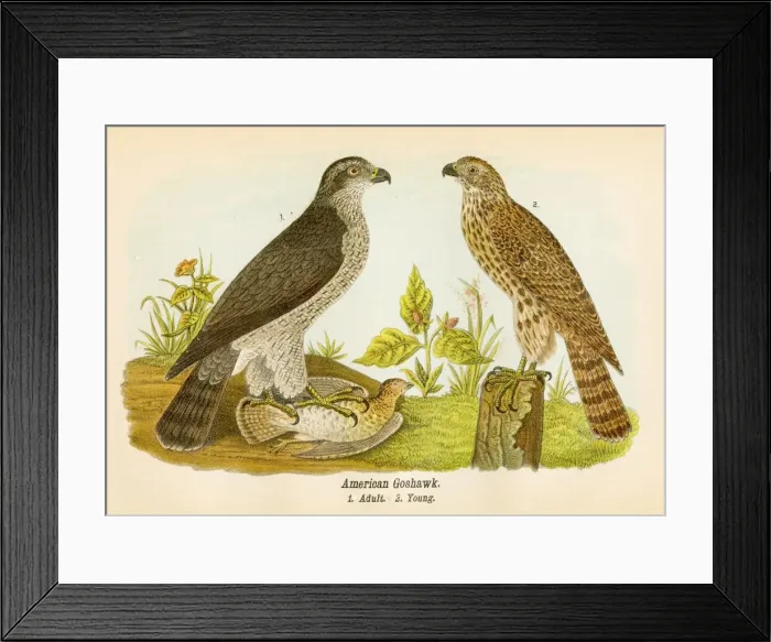 Framed Print : American groshawk bird lithograph 1890 Framed Print : American groshawk bird lithograph 1890