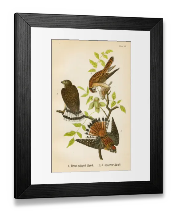 Framed Print : Hawks bird lithograph 1890 Framed Print : Hawks bird lithograph 1890