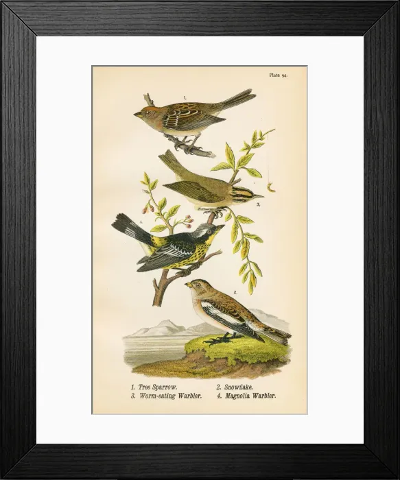 Framed Print : Sparrow Warbler bird lithograph 1890 Framed Print : Sparrow Warbler bird lithograph 1890