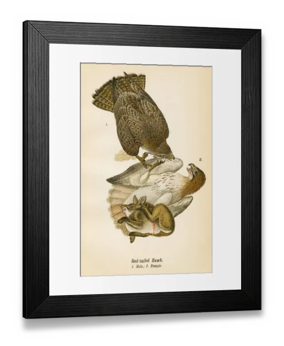 Framed Print : Red tailed hawk bird lithograph 1890
