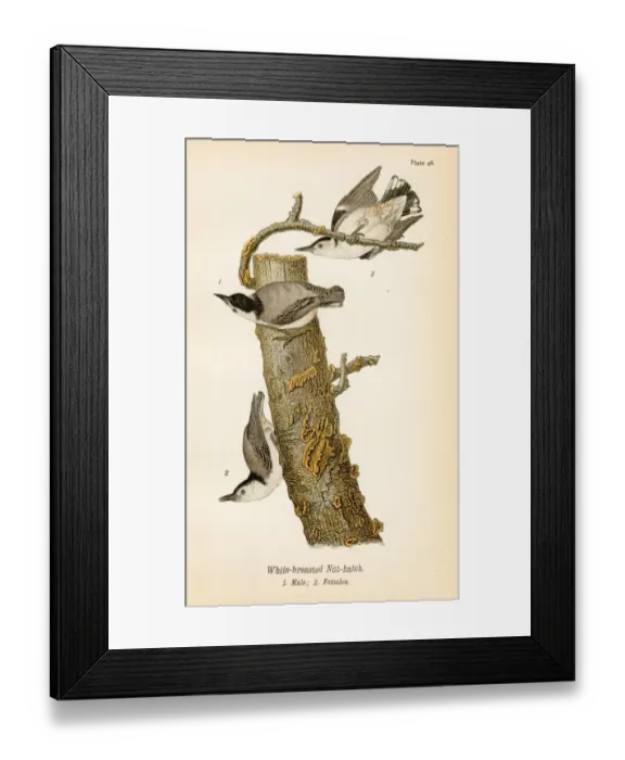 Framed Print : White breasted nut hatch bird lithograph 1890 Framed Print : White breasted nut hatch bird lithograph 1890