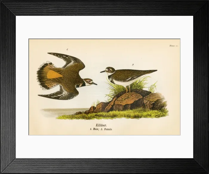 Framed Print : Kildeer bird lithograph 1890 Framed Print : Kildeer bird lithograph 1890