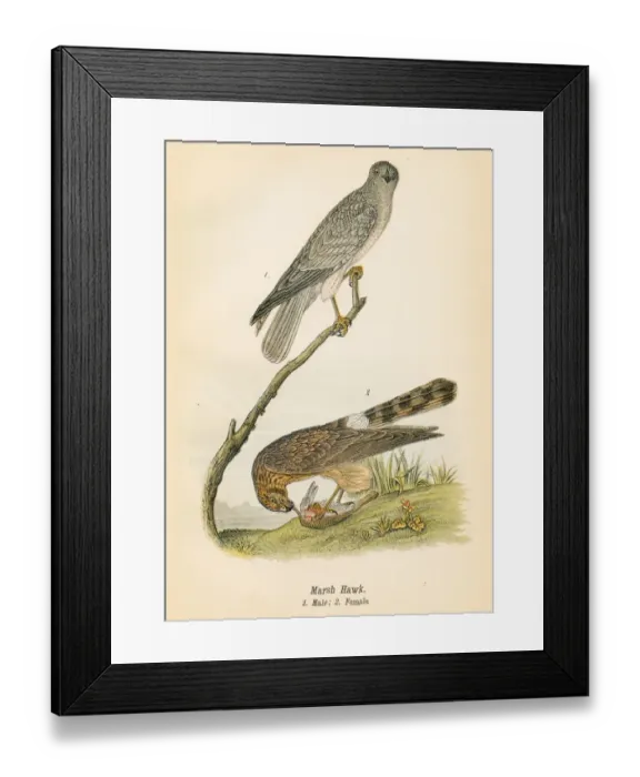 Framed Print : Marsh hawk bird lithograph 1890 Framed Print : Marsh hawk bird lithograph 1890