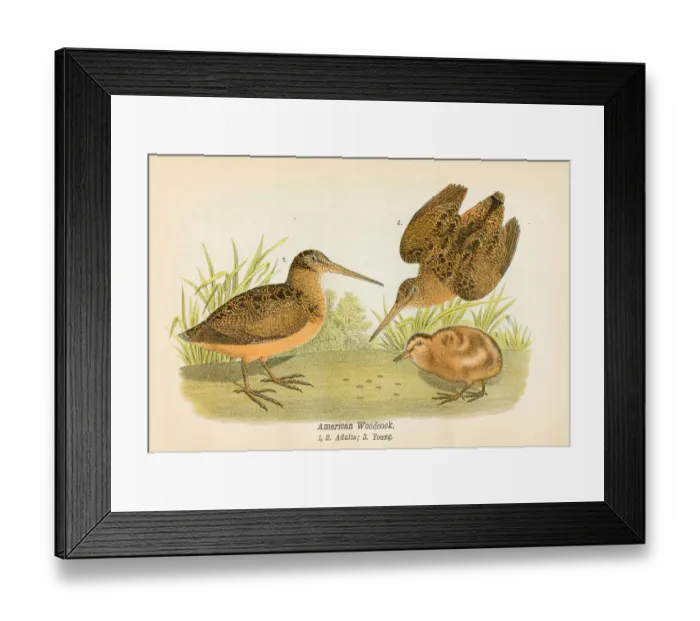 Framed Print : American woodcock bird lithograph 1890 Framed Print : American woodcock bird lithograph 1890