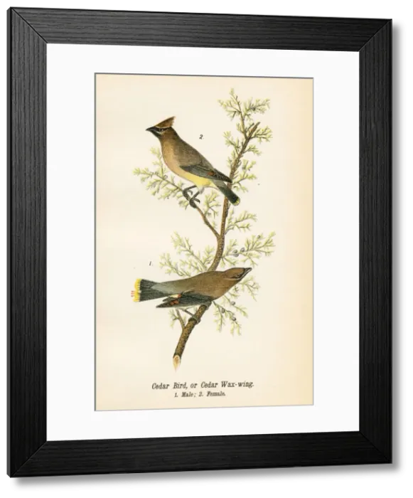 Framed Print : Cedar bird lithograph 1890 Framed Print : Cedar bird lithograph 1890