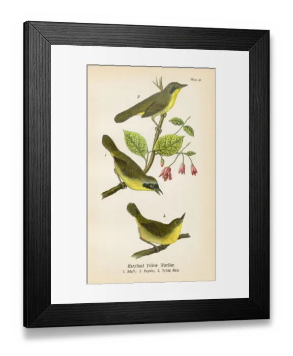 Framed Print : Maryland yellow warbler bird lithograph 1890 Framed Print : Maryland yellow warbler bird lithograph 1890