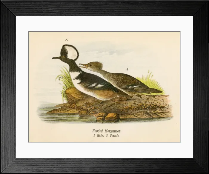 Framed Print : Hooded merganser bird lithograph 1890 Framed Print : Hooded merganser bird lithograph 1890