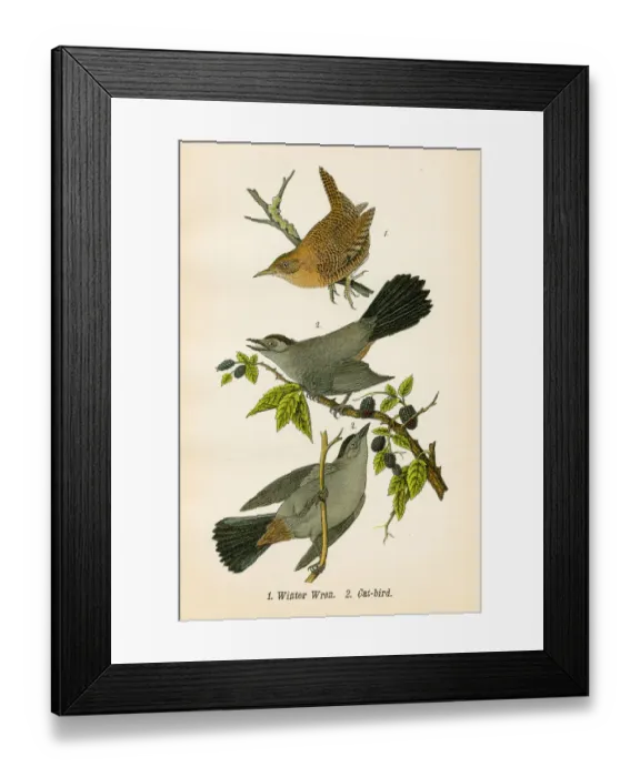 Framed Print : Winter wren bird lithograph 1890 Framed Print : Winter wren bird lithograph 1890
