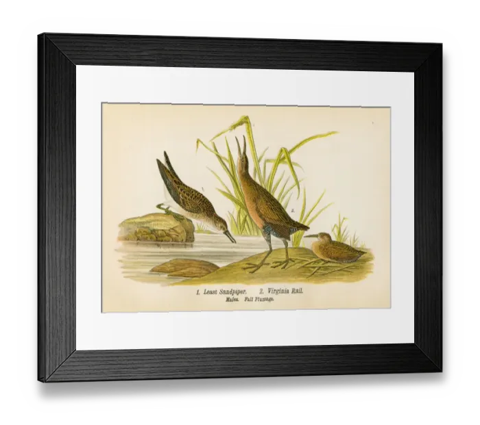 Framed Print : Sandpiper and rail bird lithograph 1890 Framed Print : Sandpiper and rail bird lithograph 1890