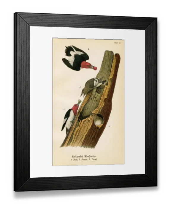 Framed Print : Woodpecker bird lithograph 1890 Framed Print : Woodpecker bird lithograph 1890