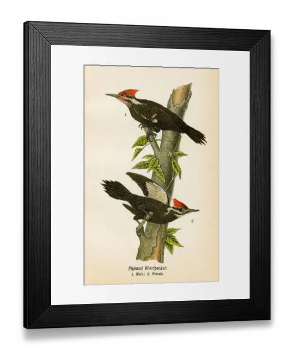 Framed Print : Woodpecker bird lithograph 1890