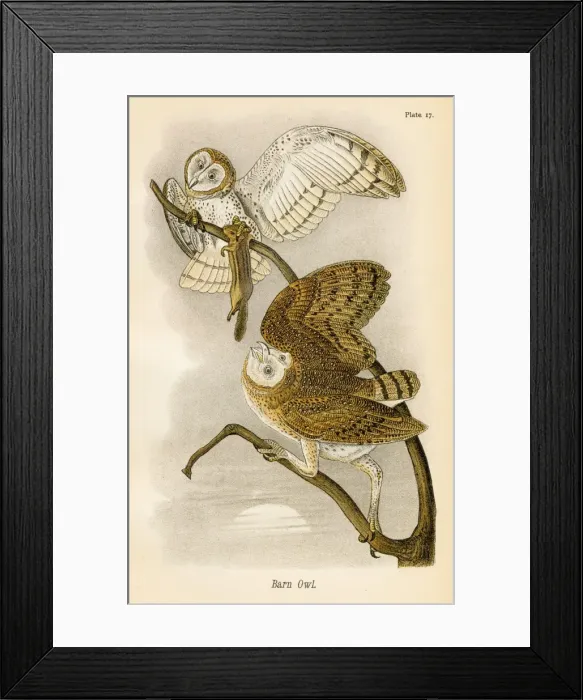 Framed Print : Barn owl bird lithograph 1890 Framed Print : Barn owl bird lithograph 1890