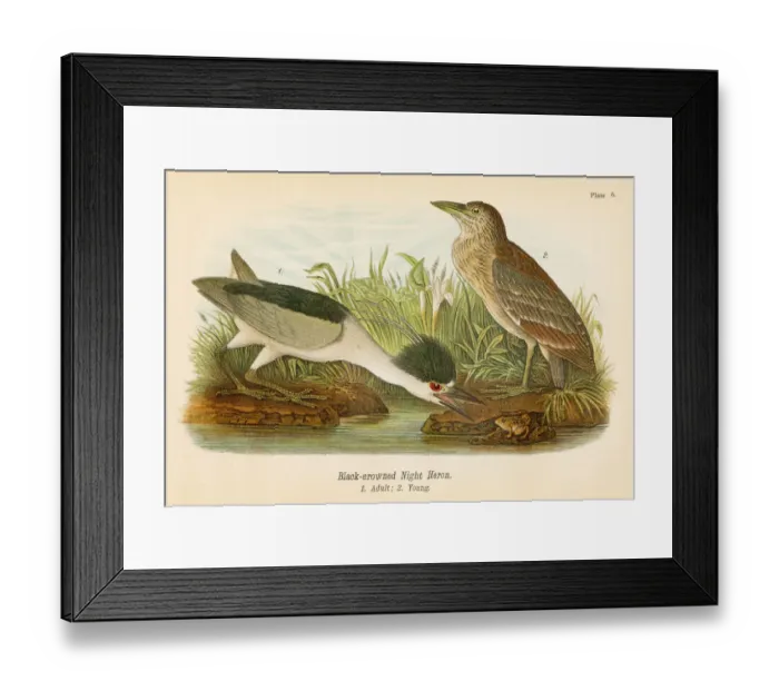 Framed Print : Night heron bird lithograph 1890 Framed Print : Night heron bird lithograph 1890