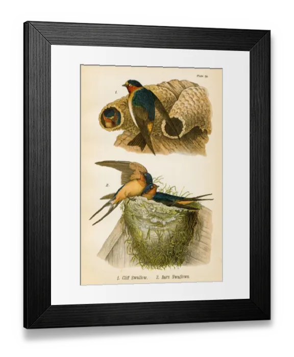 Framed Print : Swallows bird lithograph 1890 Framed Print : Swallows bird lithograph 1890
