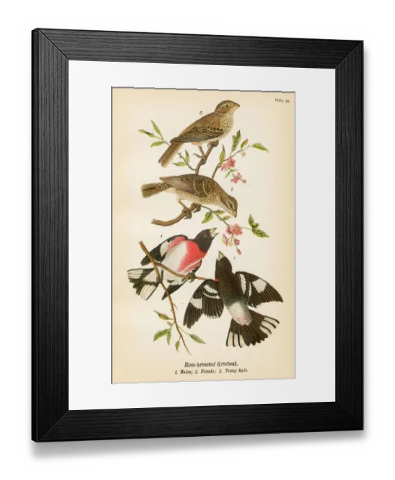 Framed Print : Grosbeak bird lithograph 1890 Framed Print : Grosbeak bird lithograph 1890