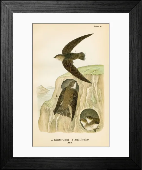 Framed Print : Swift and Bank Swallow bird lithograph 1890 Framed Print : Swift and Bank Swallow bird lithograph 1890