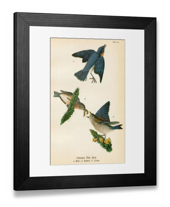 Framed Print : Common blue bird lithograph 1890