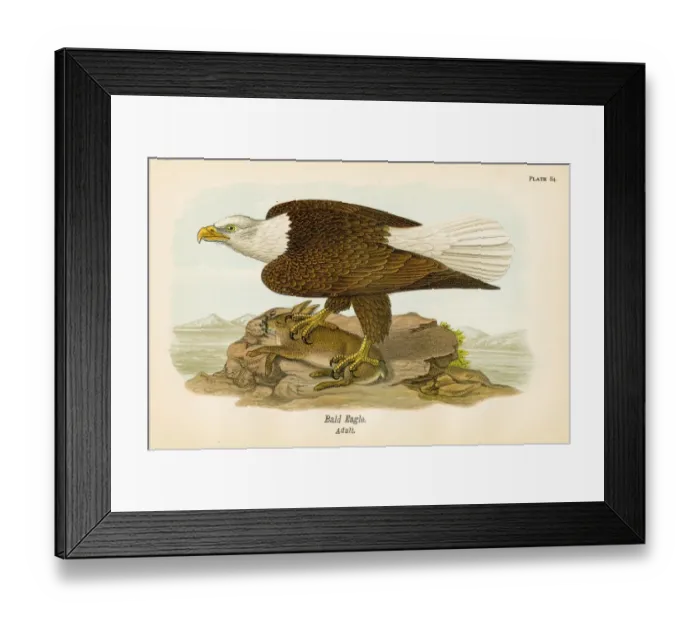Framed Print : Bald eagle bird lithograph 1890 Framed Print : Bald eagle bird lithograph 1890
