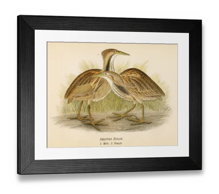 Framed Print : American bittern bird lithograph 1890 Framed Print : American bittern bird lithograph 1890
