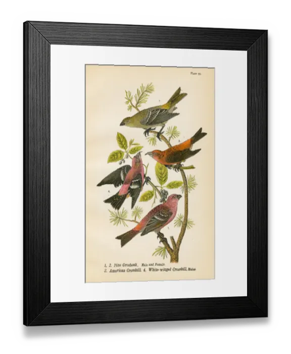 Framed Print : Grosbeak Crossbill bird lithograph 1890 Framed Print : Grosbeak Crossbill bird lithograph 1890